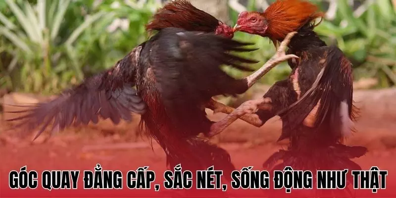 Góc quay đẳng cấp, sắc nét, sống động như thật