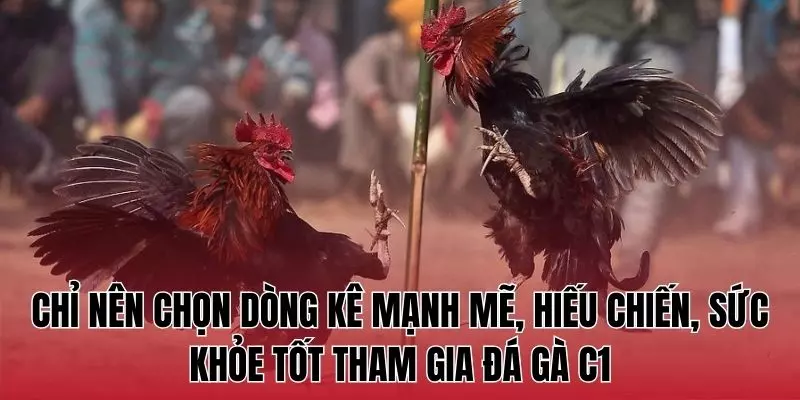 Chỉ nên chọn dòng kê mạnh mẽ, hiếu chiến, sức khỏe tốt tham gia đá gà C1