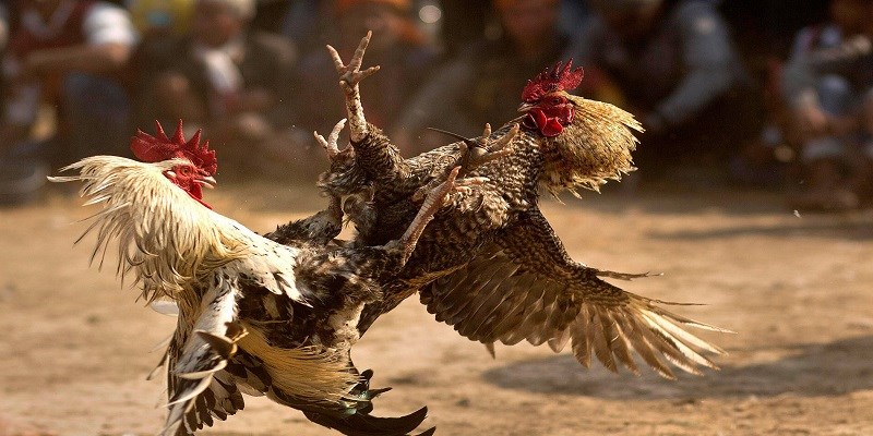Các thông tin nổi bật về đá gà cựa sắt