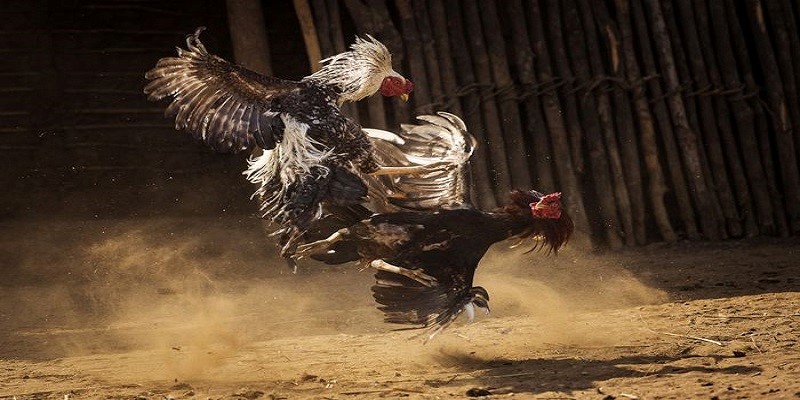 Giao lưu để bỏ túi nhiều kinh nghiệm chiến thắng